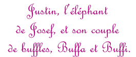 Justin, l’éléphant de Josef, et son couple  de buffles, Buffa et Buffi.