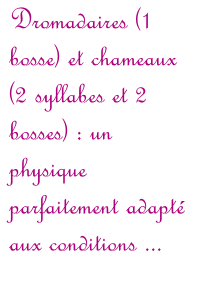 Dromadaires (1 bosse) et chameaux (2 syllabes et 2 bosses) : un physique parfaitement adapté aux conditions ...